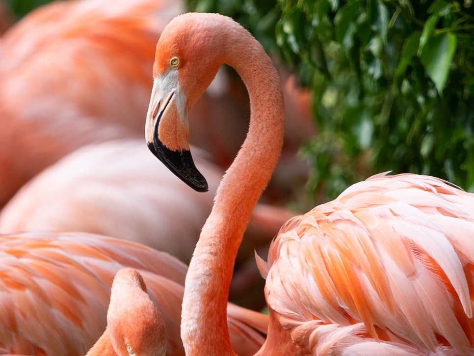 Summer Wildlife Photography